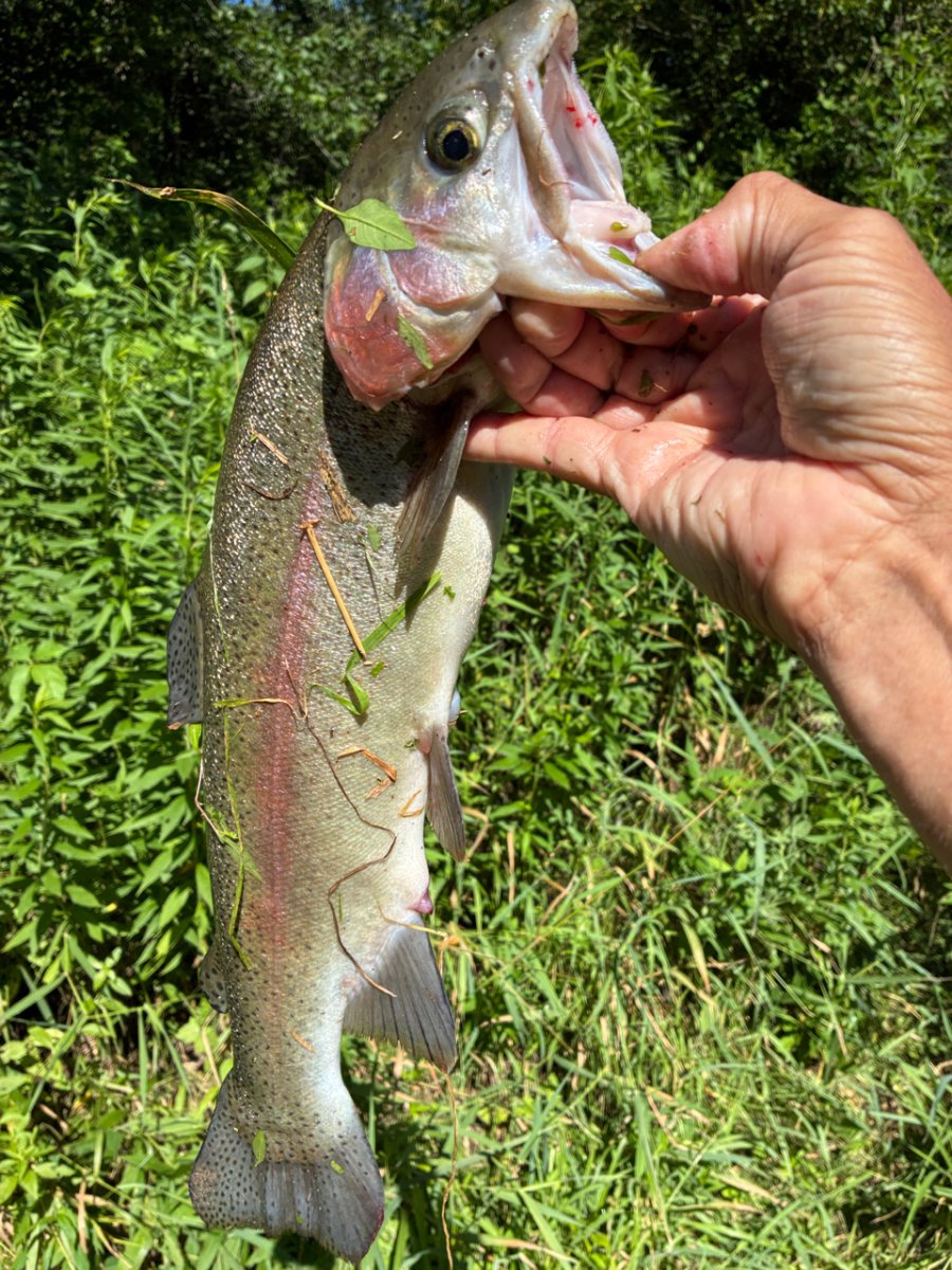 IMG_8181.jpeg