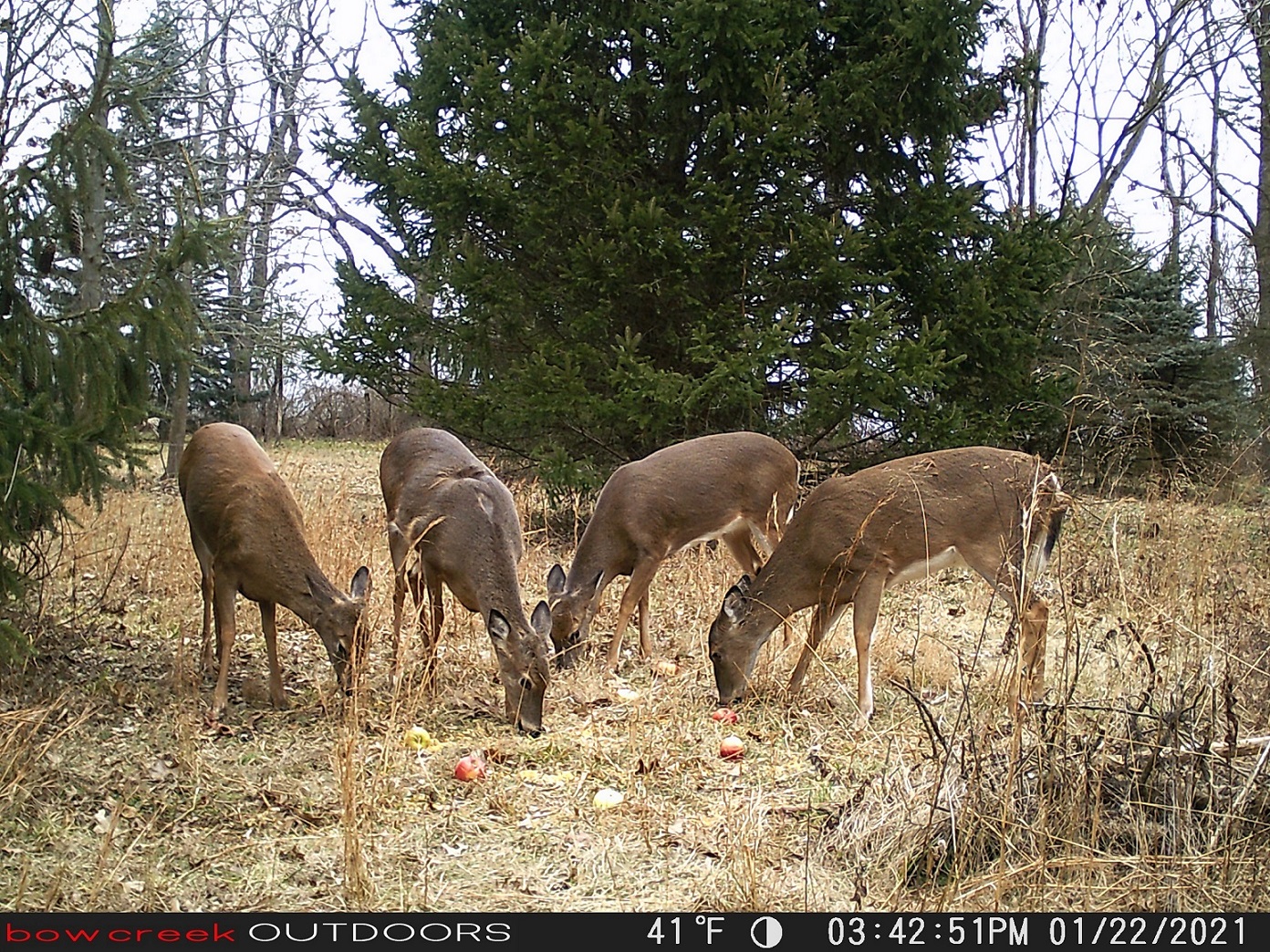 Injured Doe.JPG