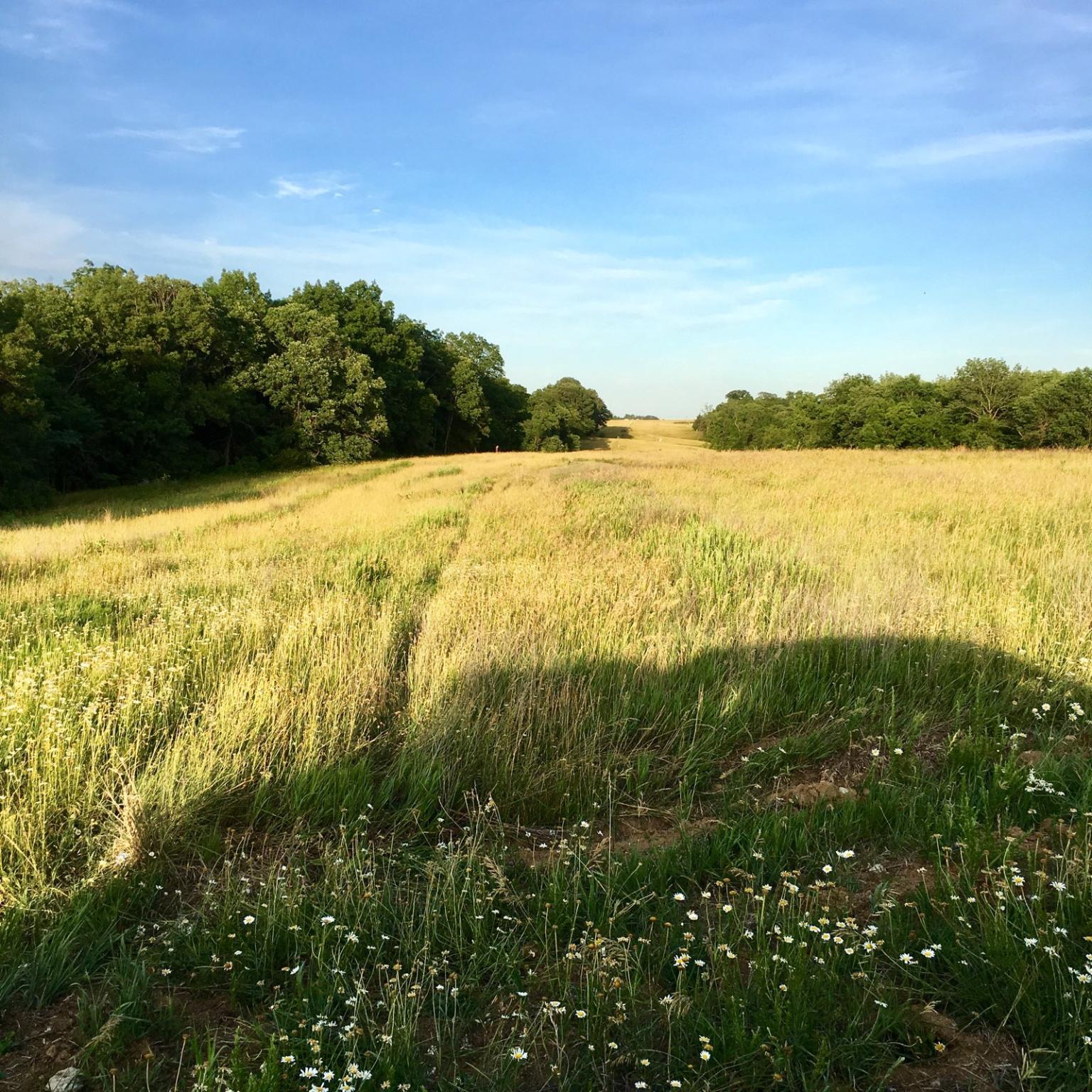 lespedeeza 6-13-18.jpg