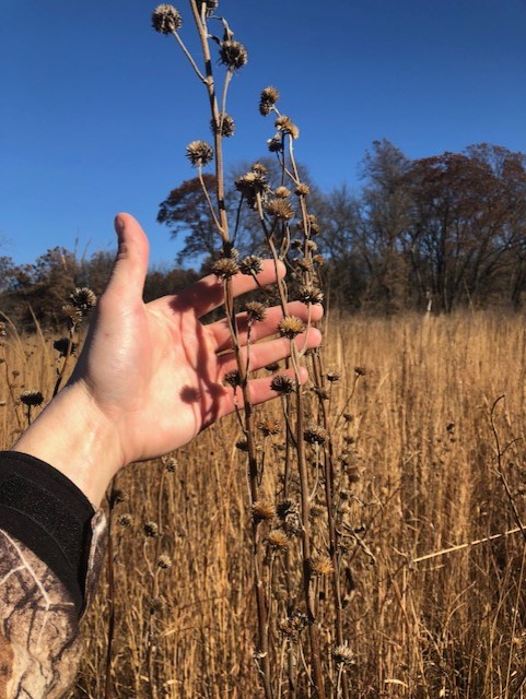 Maxmillian Sunflower Fall.jpg