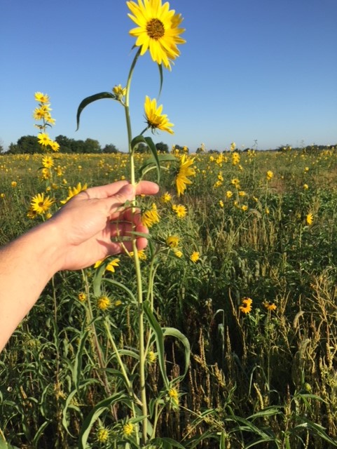 Maxmillian sunflowers summer 2.jpg