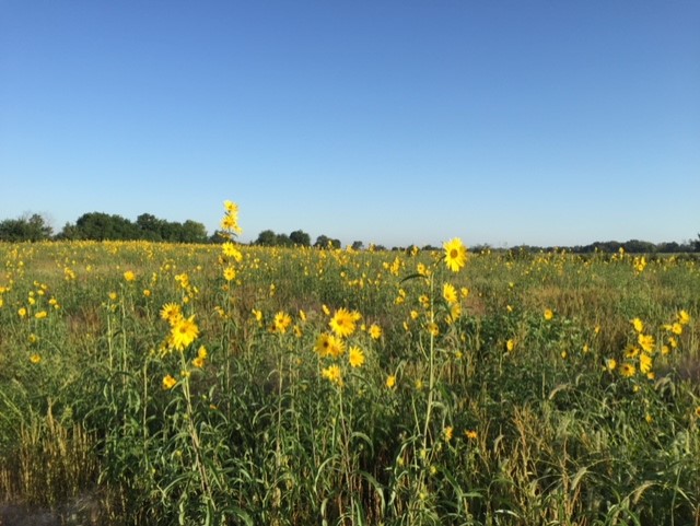 Maxmillian sunflowers summer.jpg