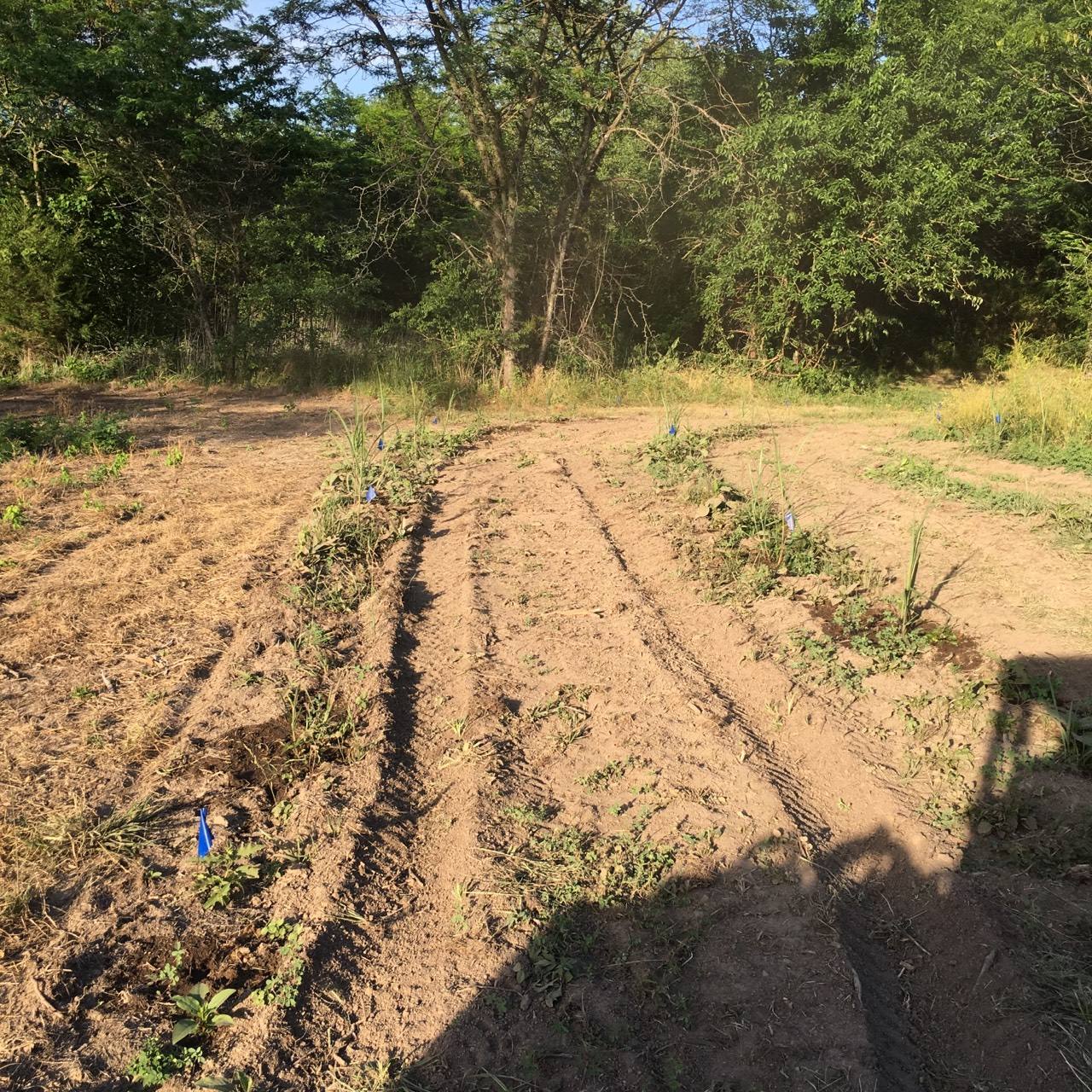 Mescanthis 6-13-18.jpg