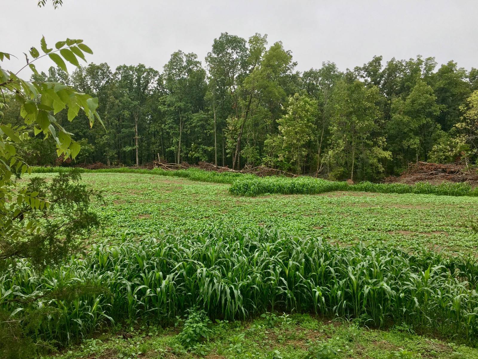 mound view 8-29.jpg