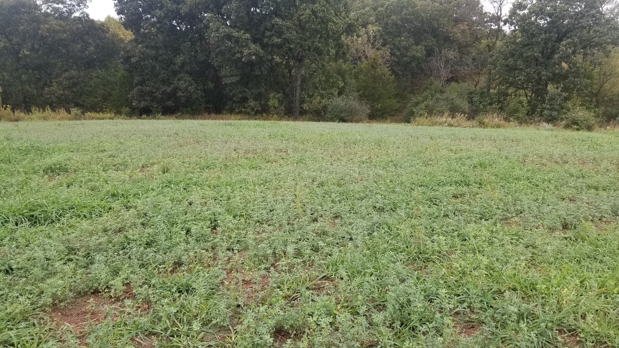 North Central Alfalfa.jpg