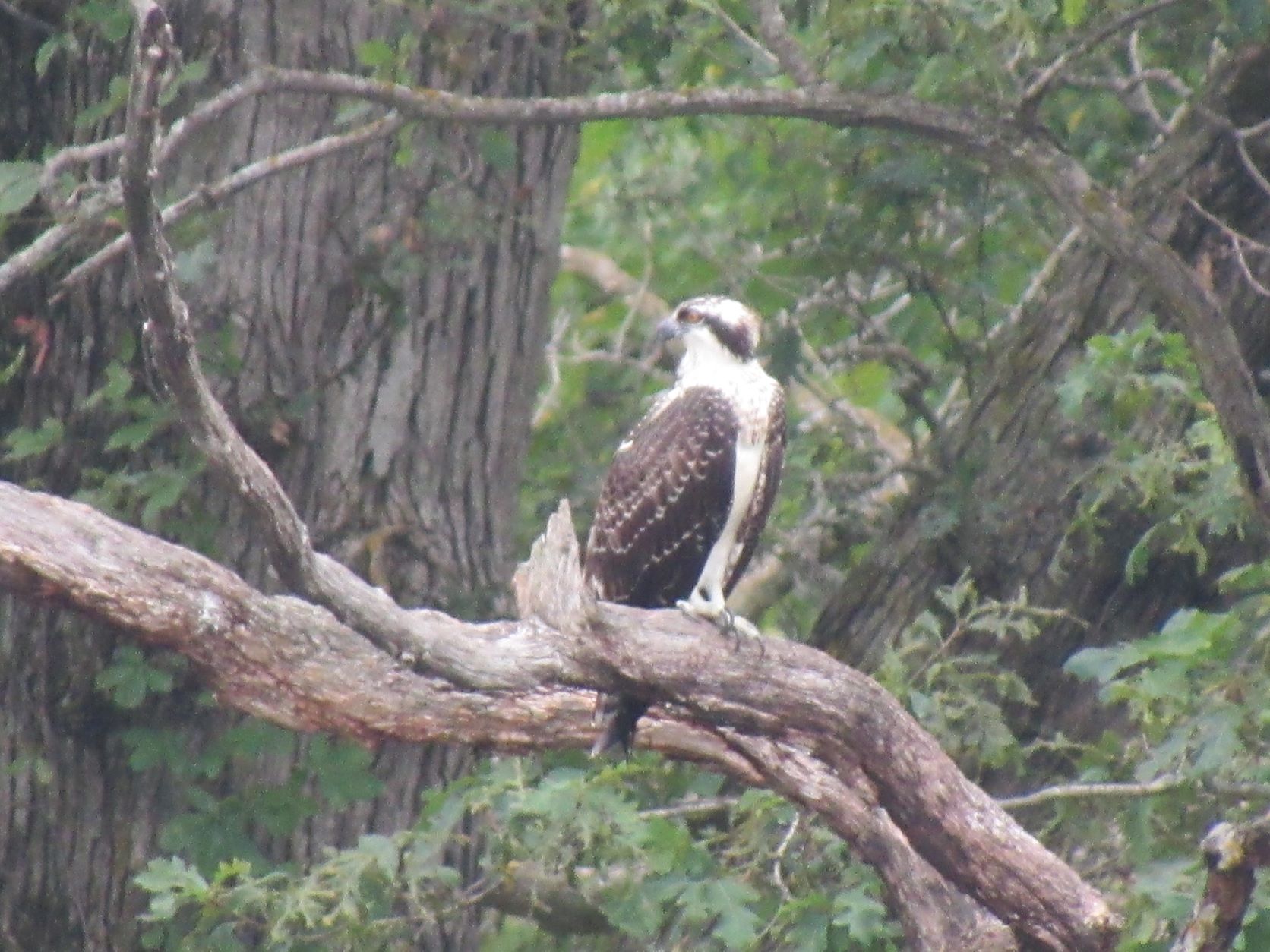 Osprey 2.JPG