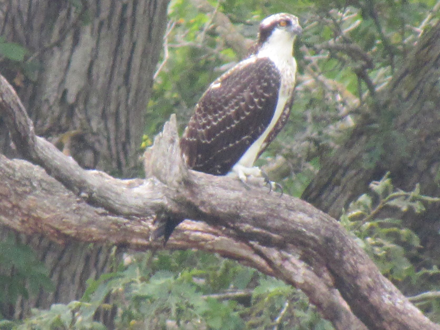 Osprey.JPG