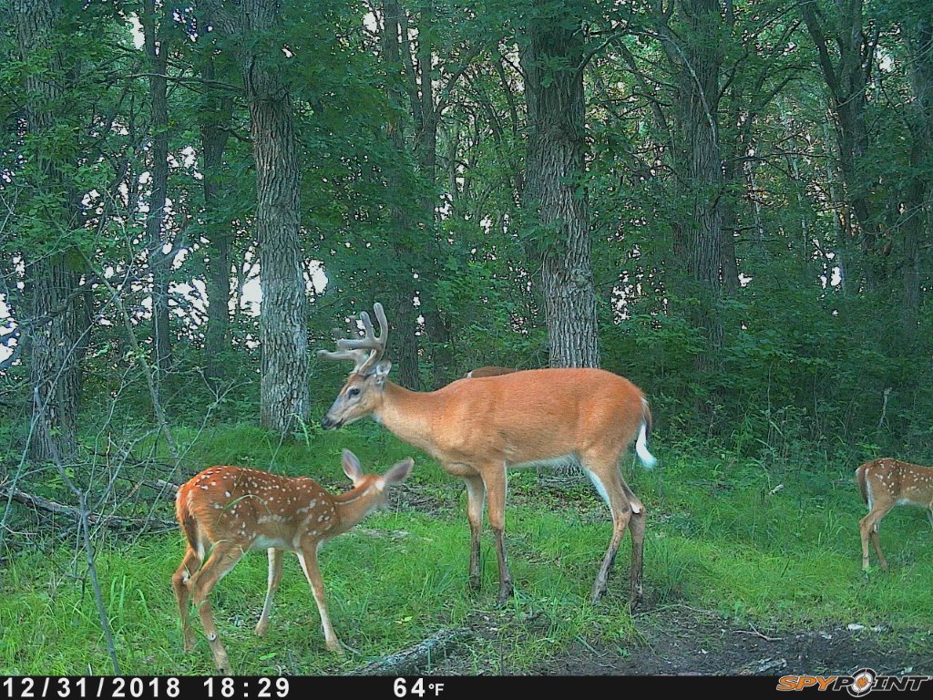 OTC-19 buck with fawns (2).jpg
