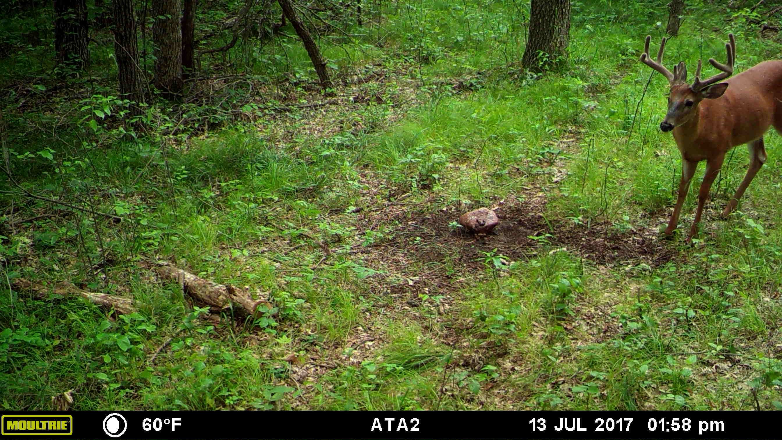 Parkers buck-2.jpg