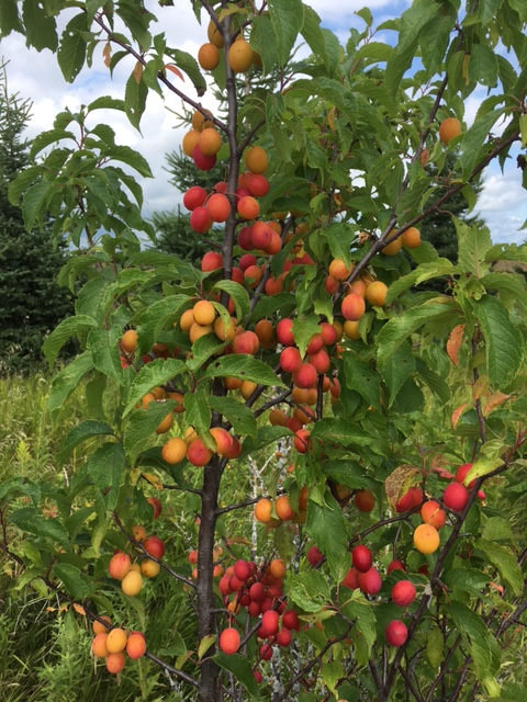 Plum 17.jpg