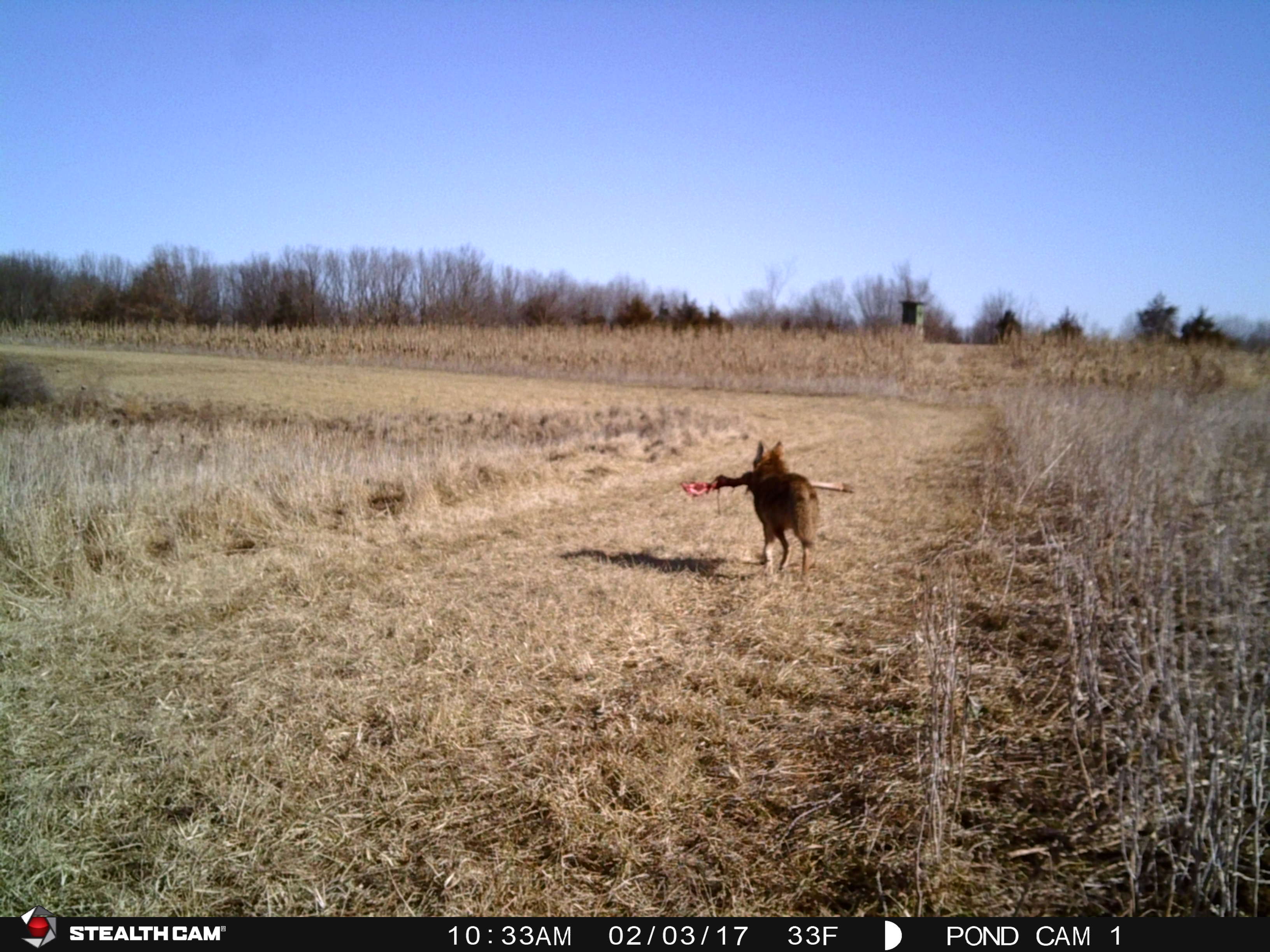 PondCam2-3-17 1447.JPG