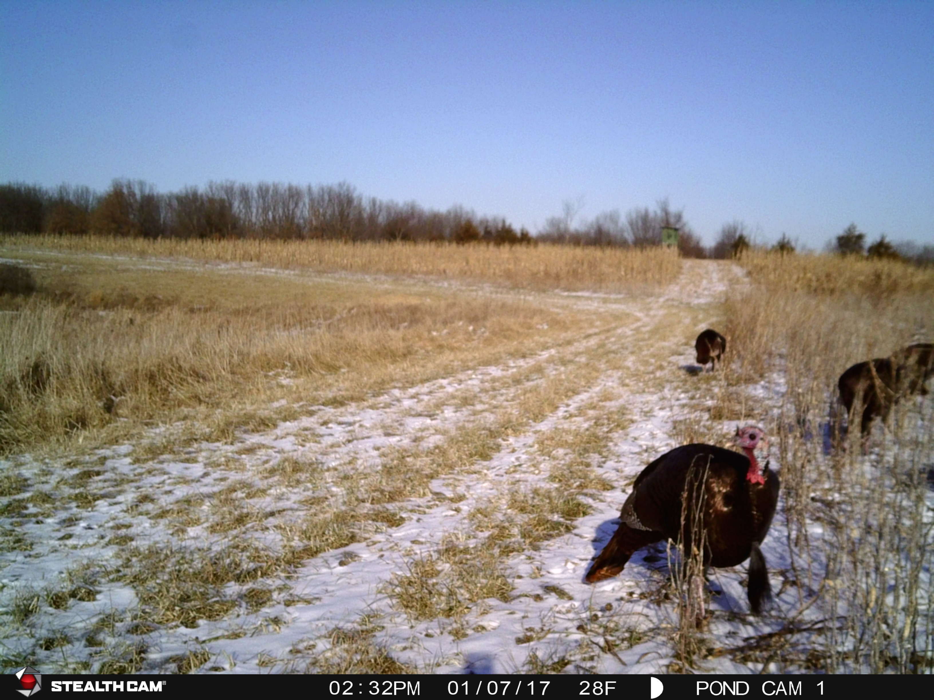 PondCam2-3-17 519.JPG