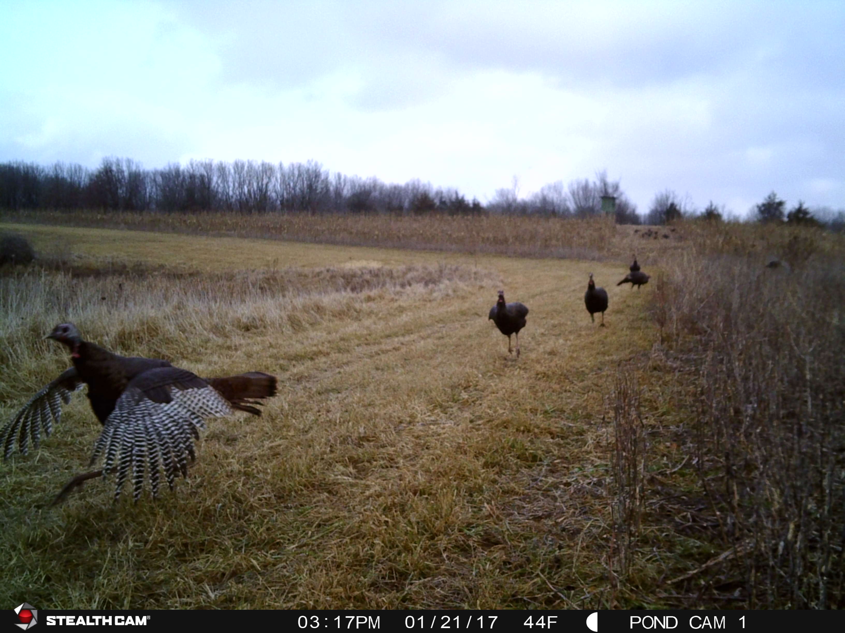 PondCam2-3-17 977.JPG