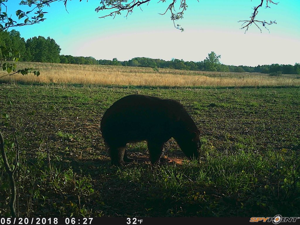 PP Bear.jpg