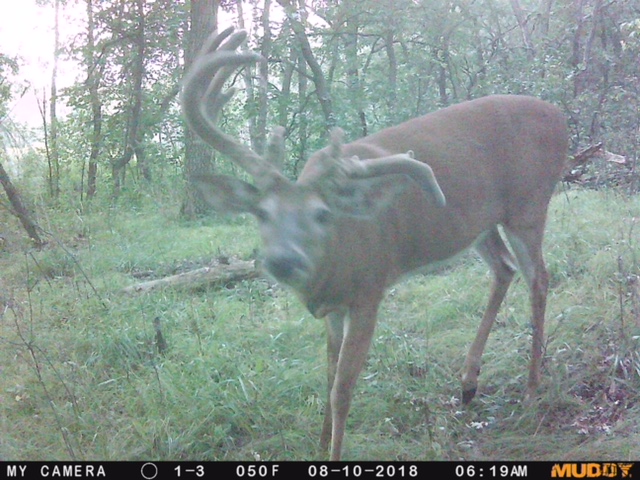 PP-crazy buck-18.jpg
