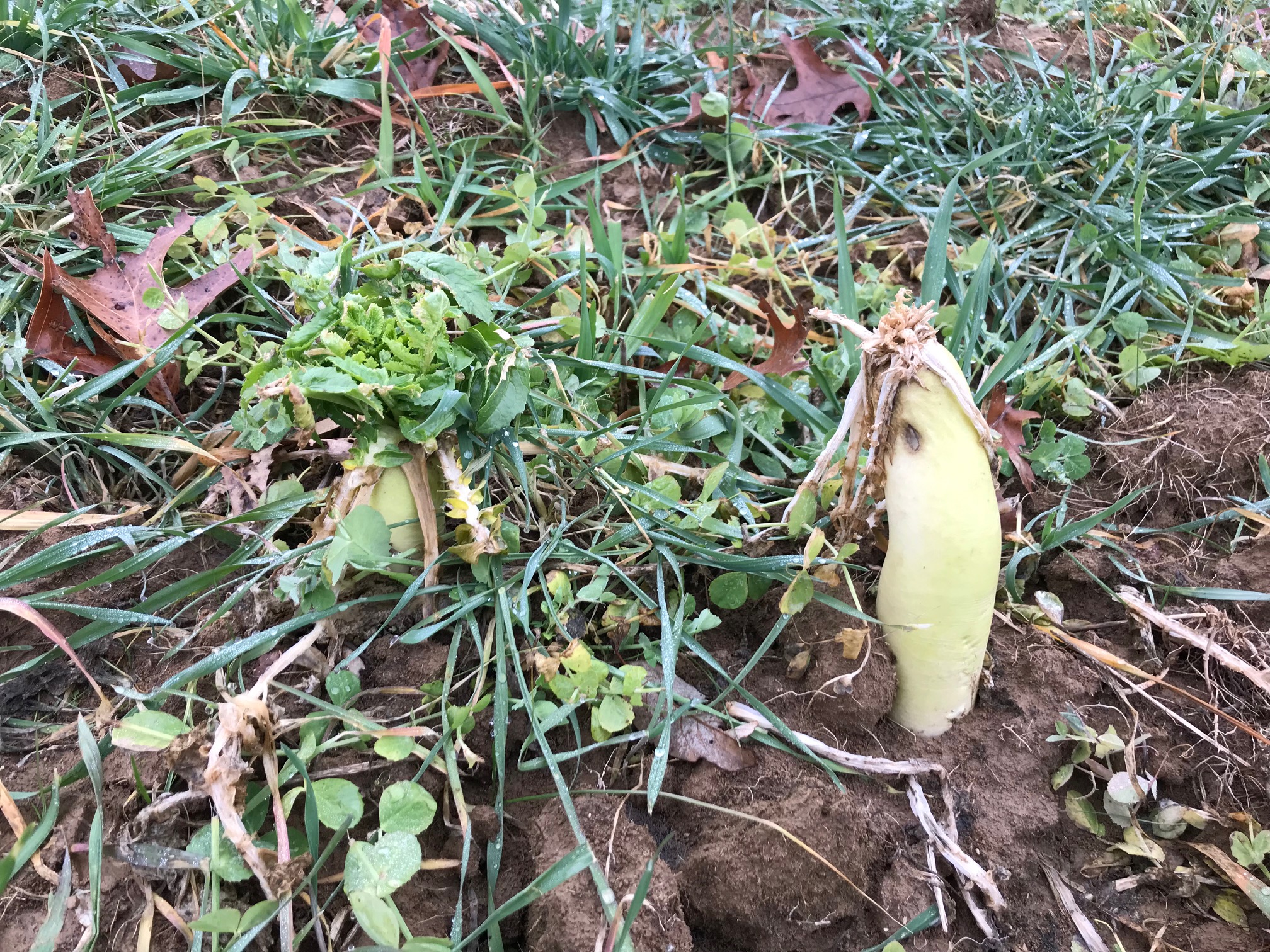 Radish.jpg