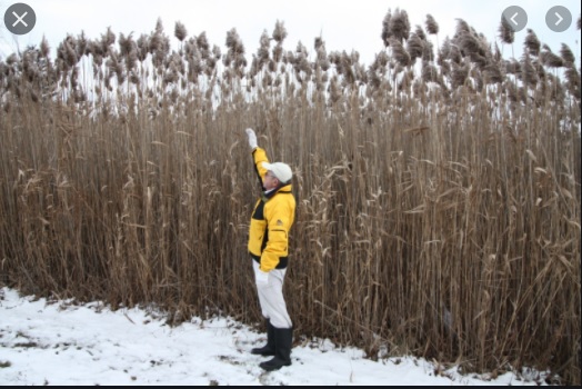 reed.jpg