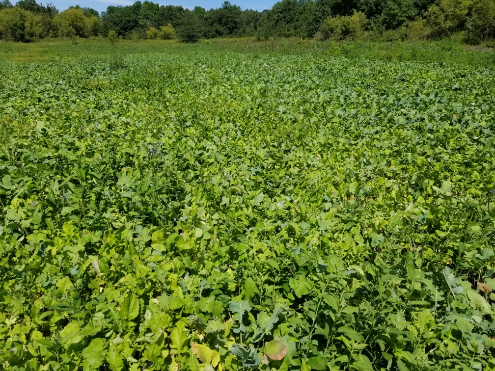 Resized_20190822_141539.jpeg