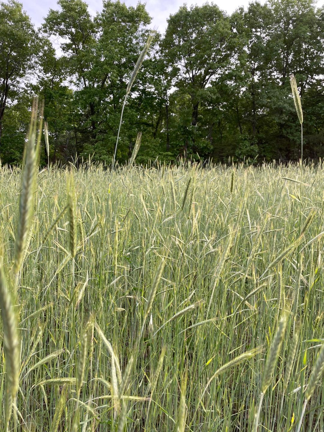 Rye May 22a.jpg