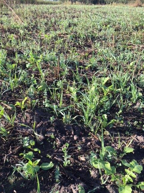 Rye mix shortly after planting 2.jpg