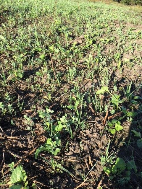 Rye mix shortly after planting.jpg