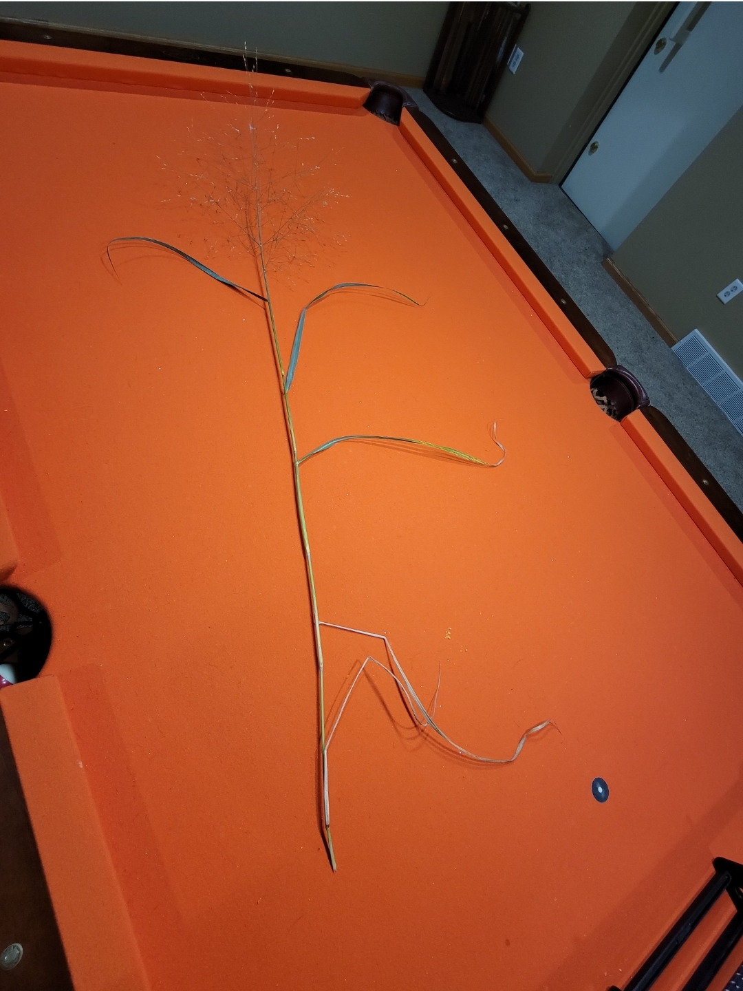 Screenshot_20211026-030208_Gallery.jpg