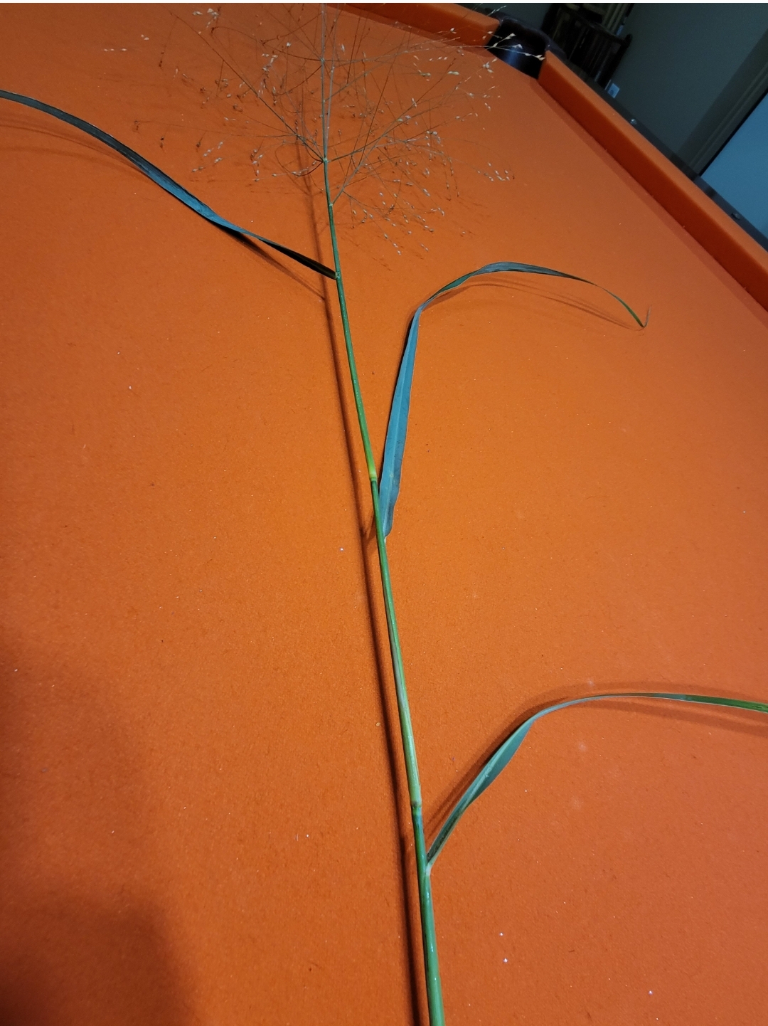 Screenshot_20211026-030218_Gallery.jpg