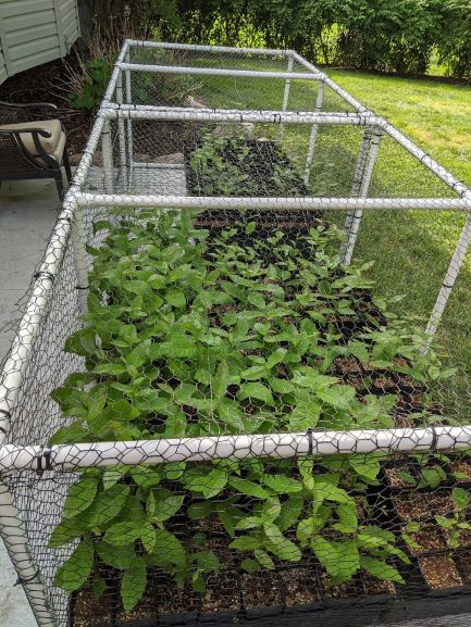 Seedlings 6 June.jpg
