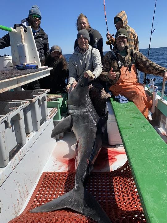 shark.jpg