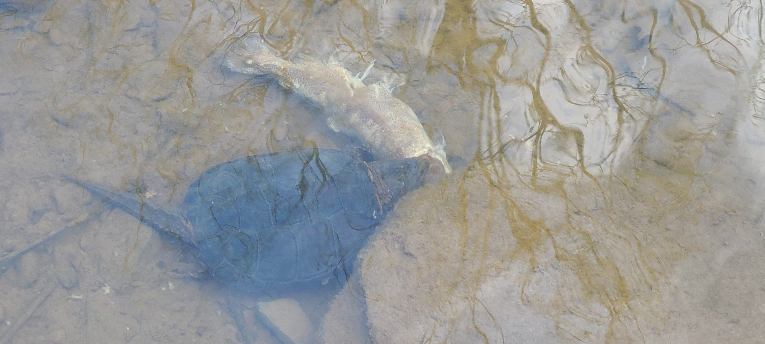 Snapper eating trout.jpeg