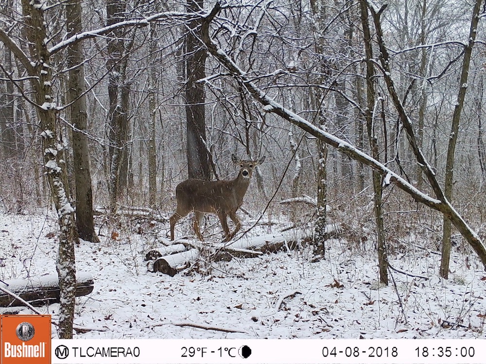 snow buck.jpg