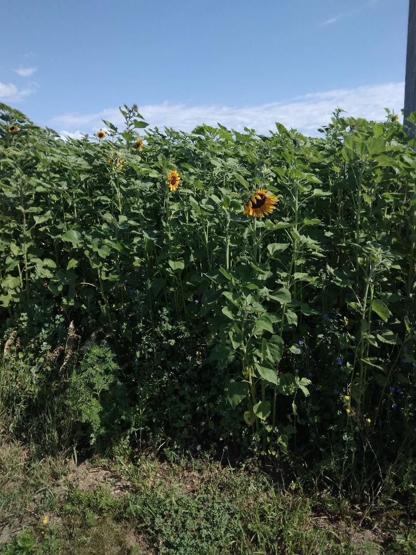 Sunflower.jpg