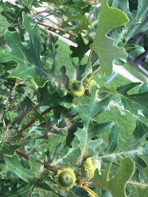 Swamp bur oak acorn 16.jpg