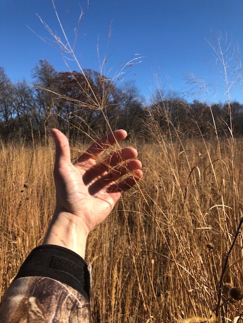 Switchgrass Fall.jpg
