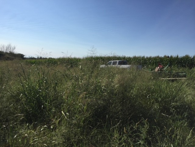 Switchgrass in Summer.jpg