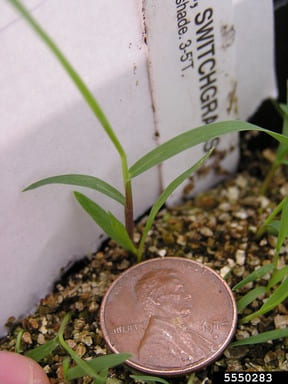 Switchgrass-seedling.jpg