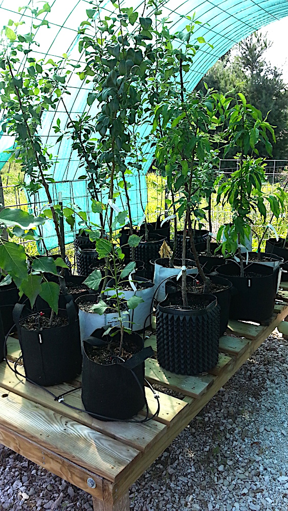 tree pots.jpg