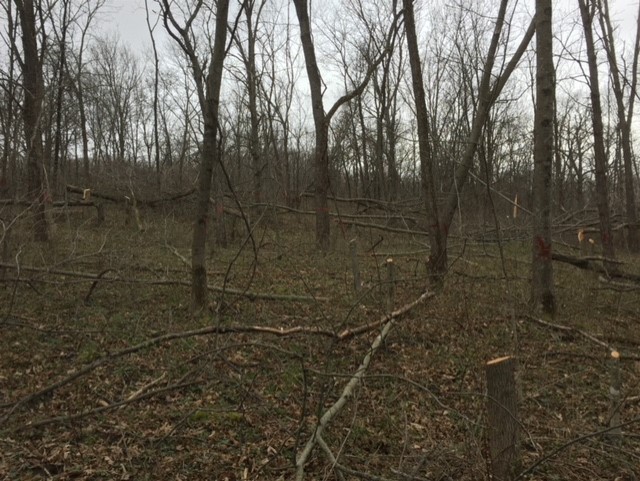 TSI, thinning & topping off.jpg
