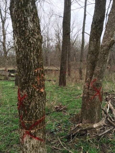 TSI, Weed trees & walnuts in background.jpg