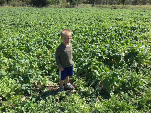 Turnips & radish at maturtity in early fall.JPG