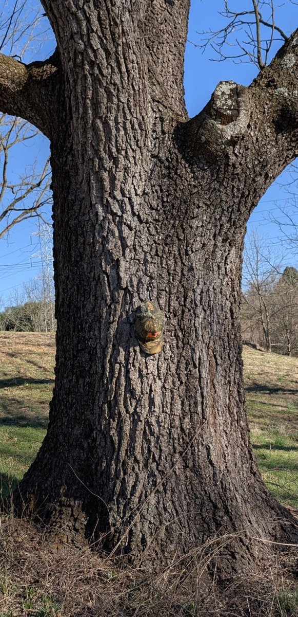 Walnut.jpg