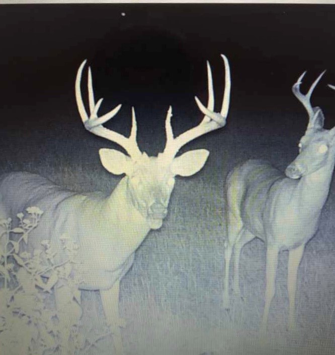 Z Buck.jpg