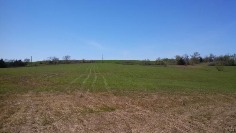 04 27 2015  Greened up  Sprayed with Glyphosate