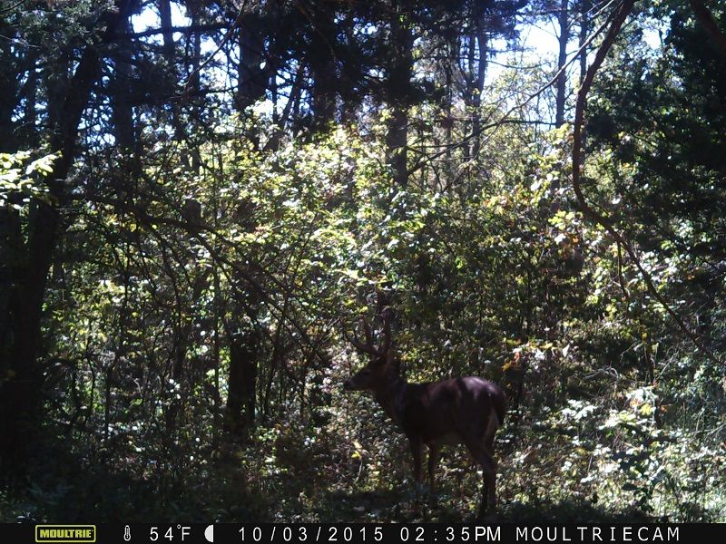 049 JEG 2015 trail cam
