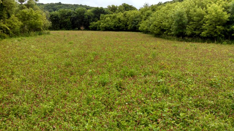 06 24 2015  Crimson clover at creek crossing