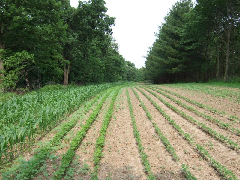 060811 5 Wk Eagle beans Corn 3 Wk Reg Beans   Lane B