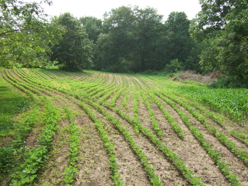 060811 5 wK Eagle beans Corn   NW plot