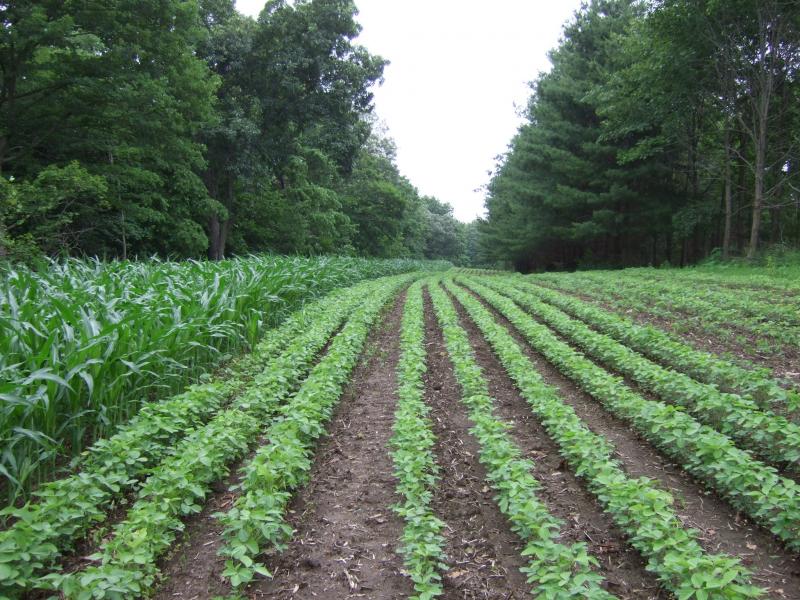 062211 7 Wk Eagle beans Corn 5 Wk Reg Beans   Lane B