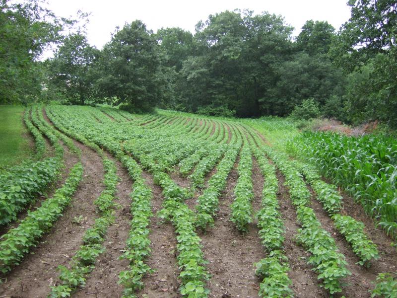 062211 7 Wk Eagle beans Corn   NW Plot