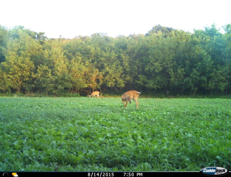 08 14 2015  Deer eating brassicas